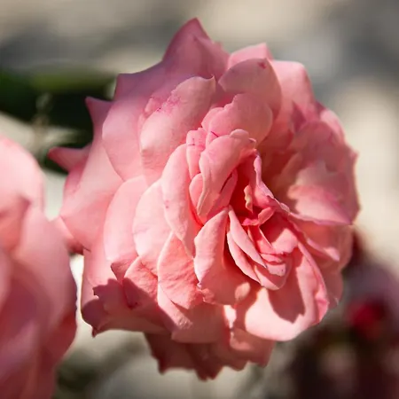 Elisa & Hotel Bordighera