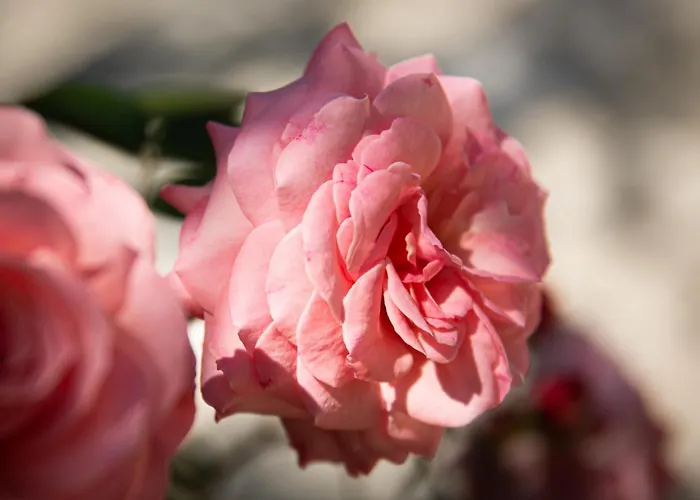 Elisa & Hotel Bordighera